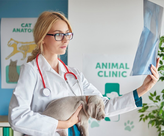 Blood Tests for Cats & Dogs in Abu Dhabi