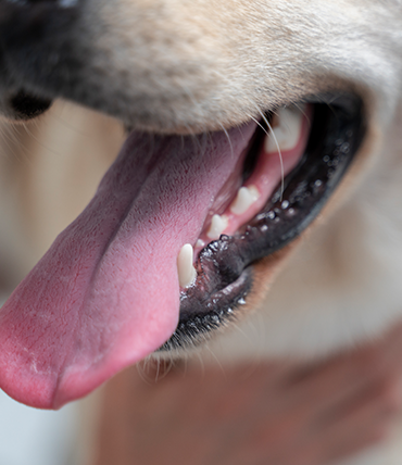 Clinic for Pet Dental Care?