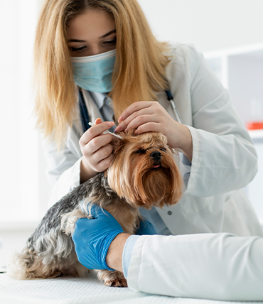 Why Choose Crystal Vet Clinic for Pet Castration