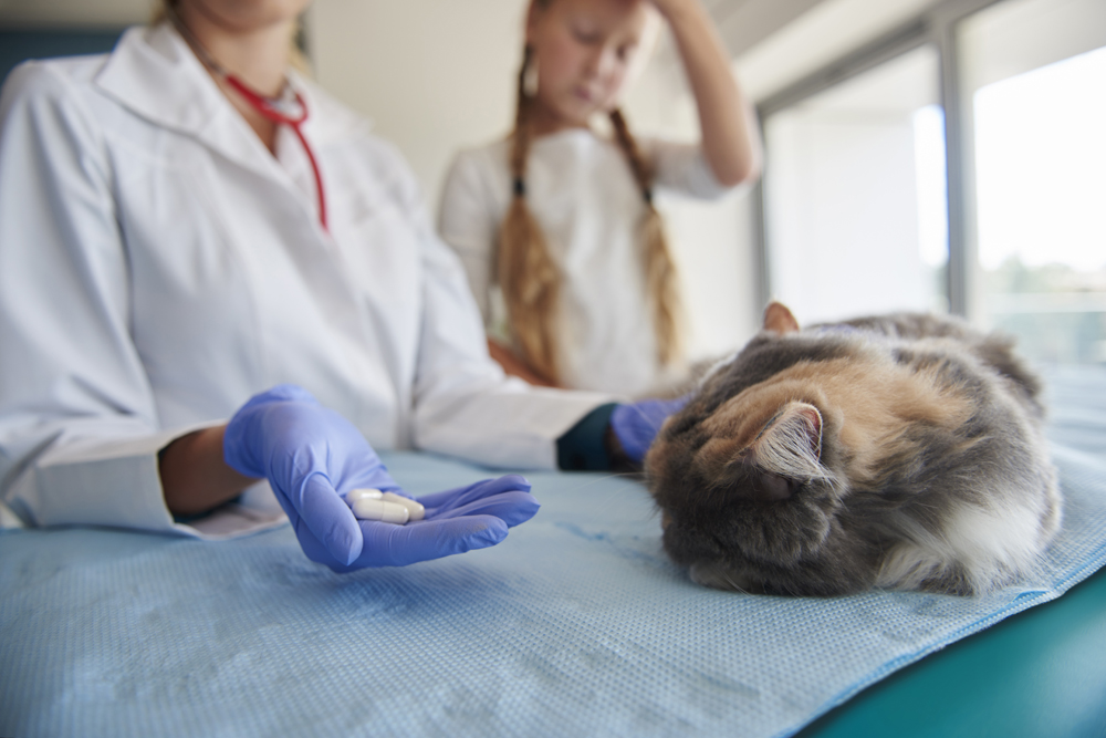 Crystal Vet Clinic Pet Castration & Neutering