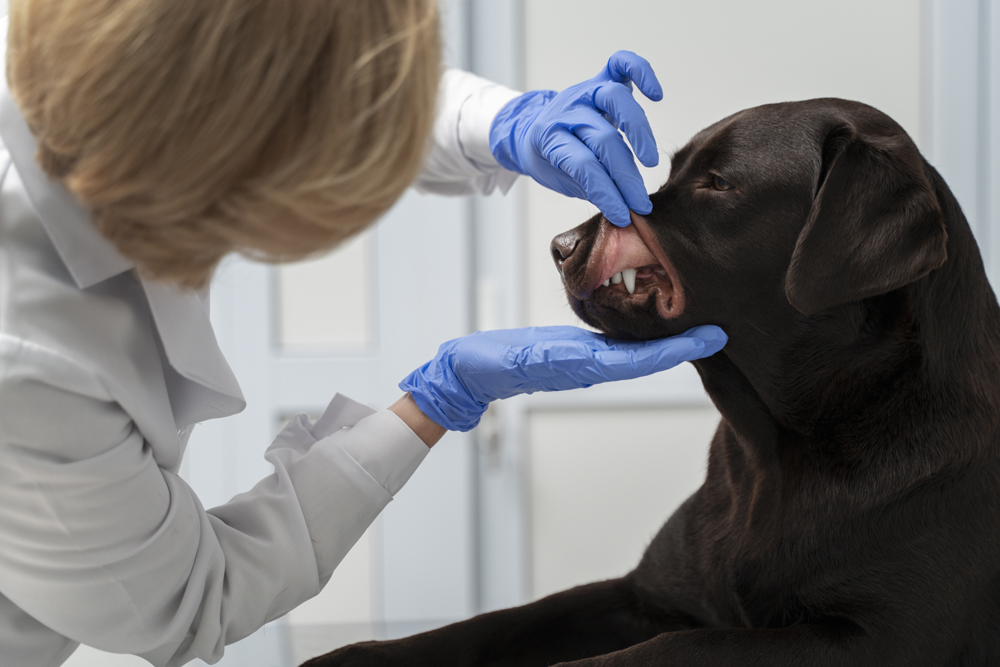 Crystal Vet Clinic Pet Dental Care & Dental Scaling