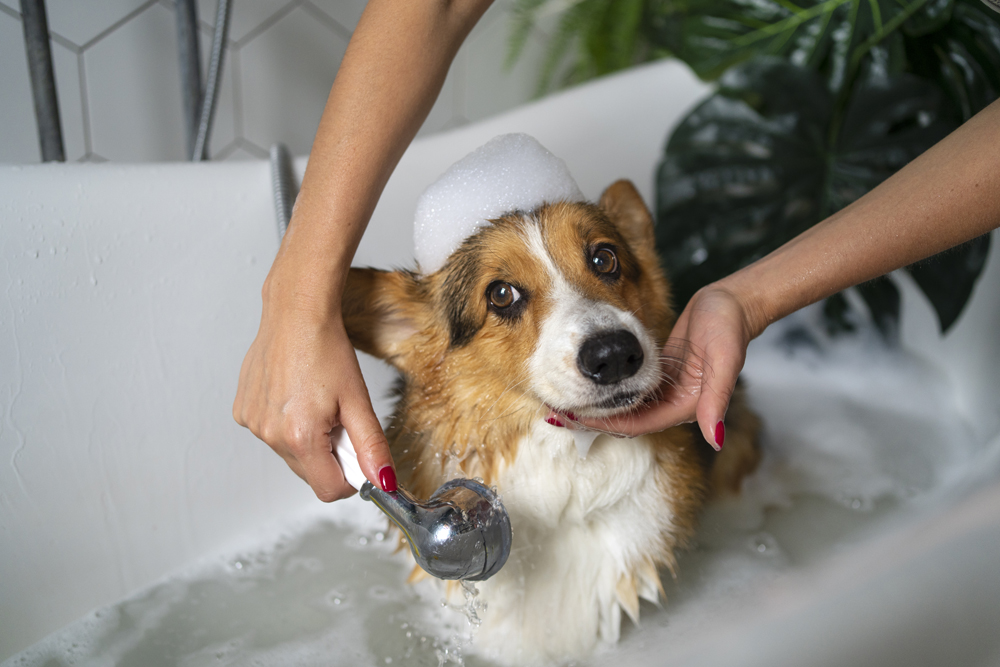 Crystal Vet Clinic Pet Grooming