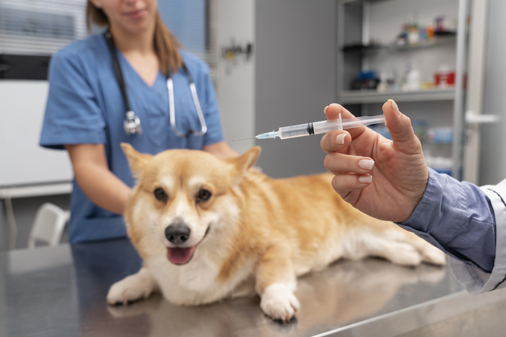Crystal Vet Clinic Pet Vaccination & Preventive Care