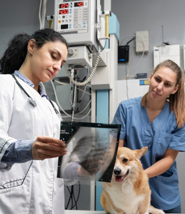 Professional Veterinary Assessment