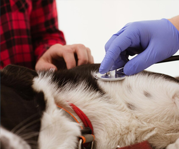 Why Are Regular Pet Checkups Important