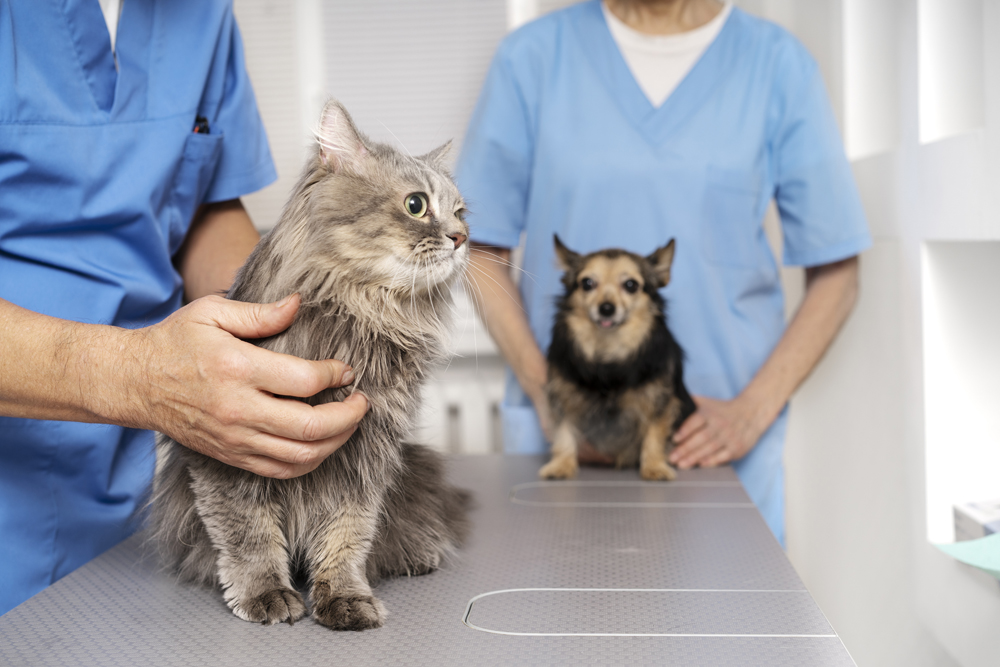 Crystal Vet Clinic Veterinary Services