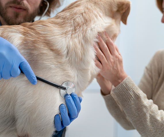 Veterinary Surgical Care Focused on Your Pet
