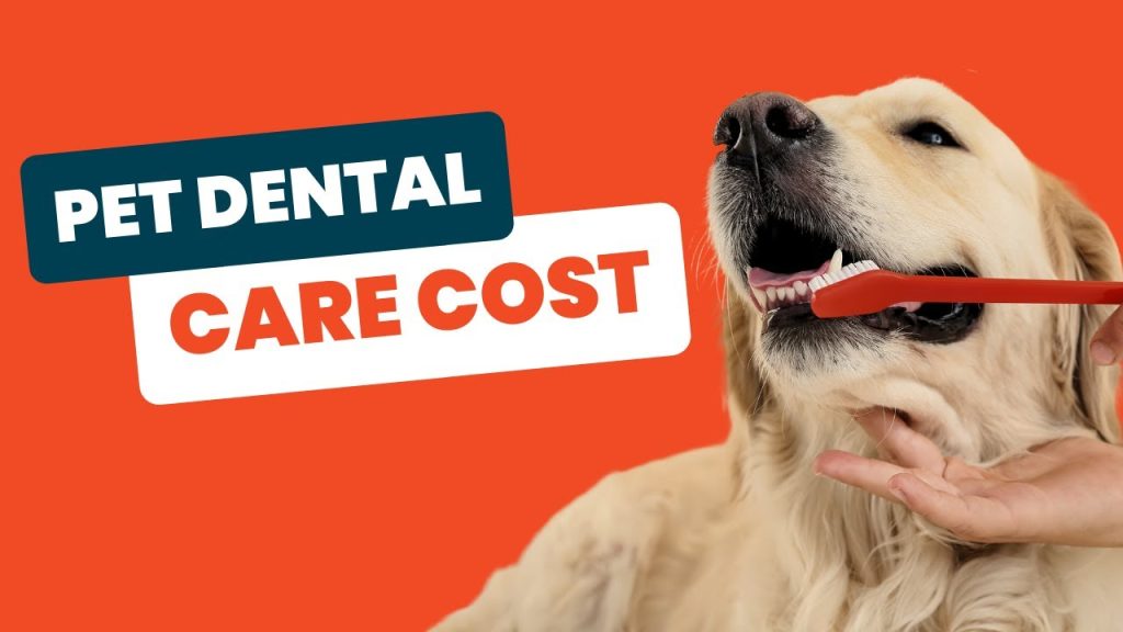 Average Cost for pet Dental Scaling in Abu Dhabi