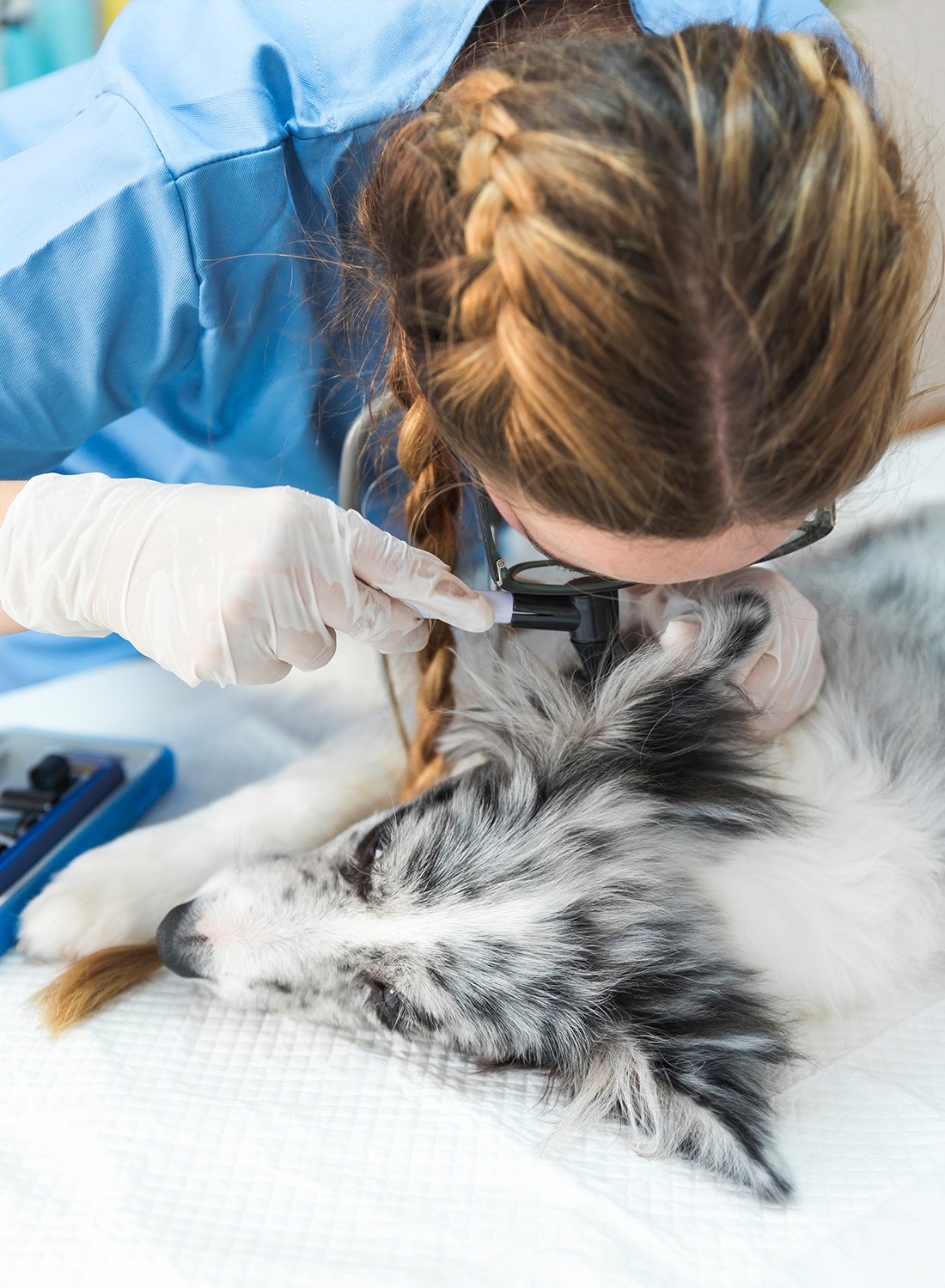 Castration & Neutering for Cats and Dogs
