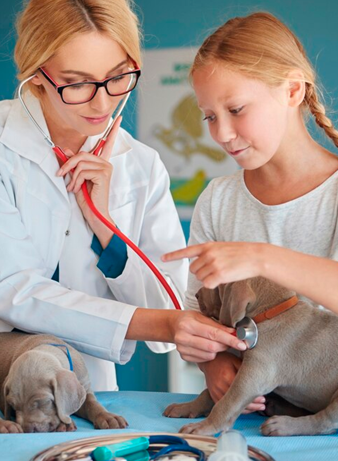 Checkups-for-Cats-&-Dogs