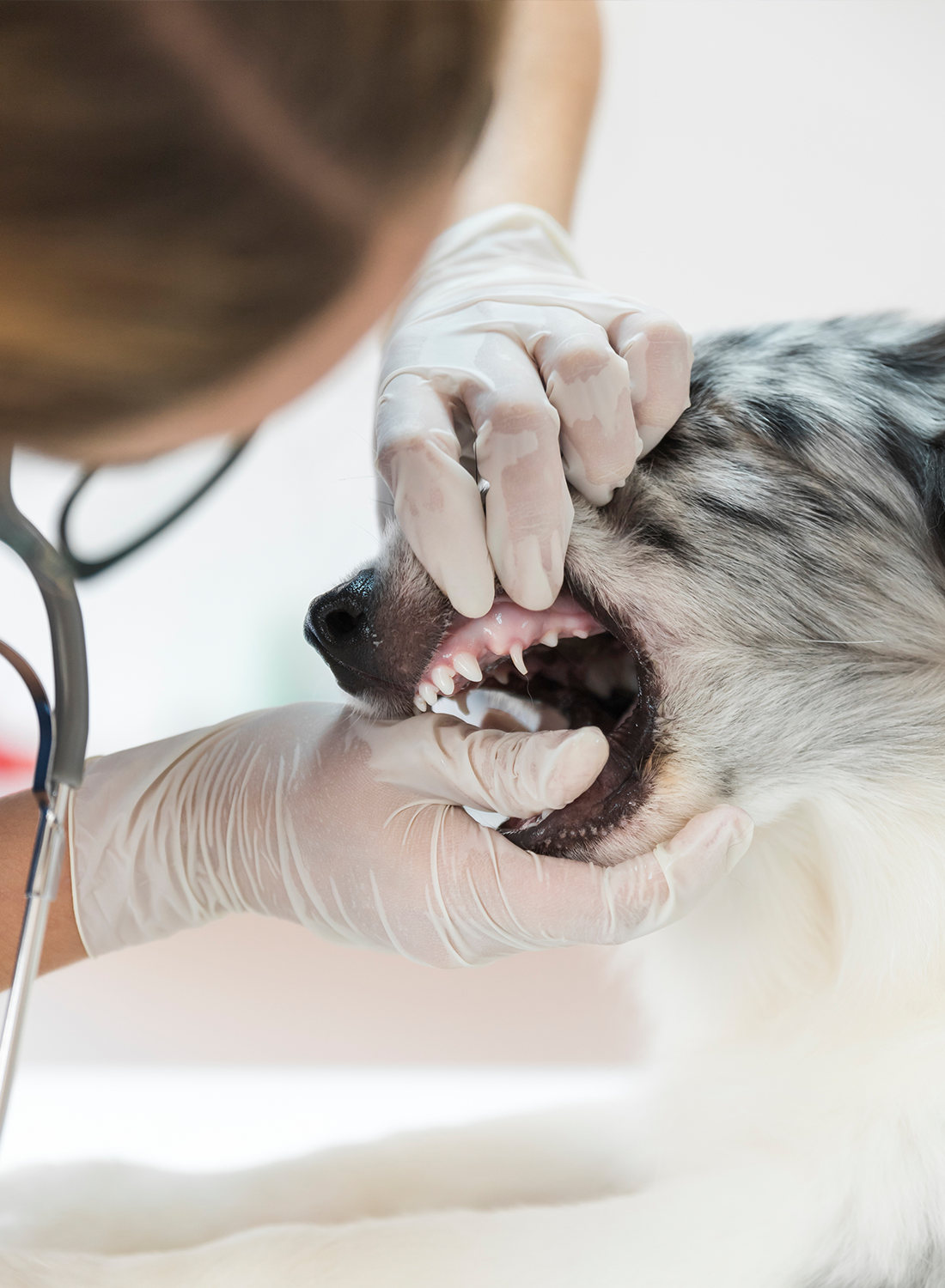 Dental Care for Cats & Dogs
