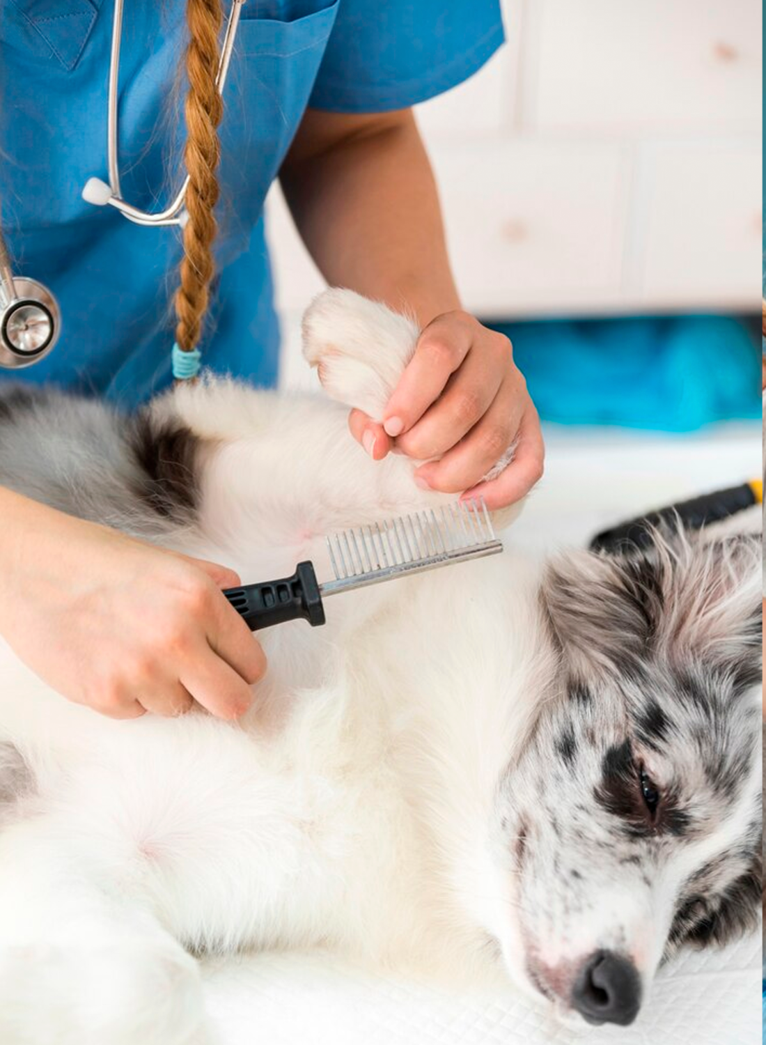 Grooming for Cats & Dogs