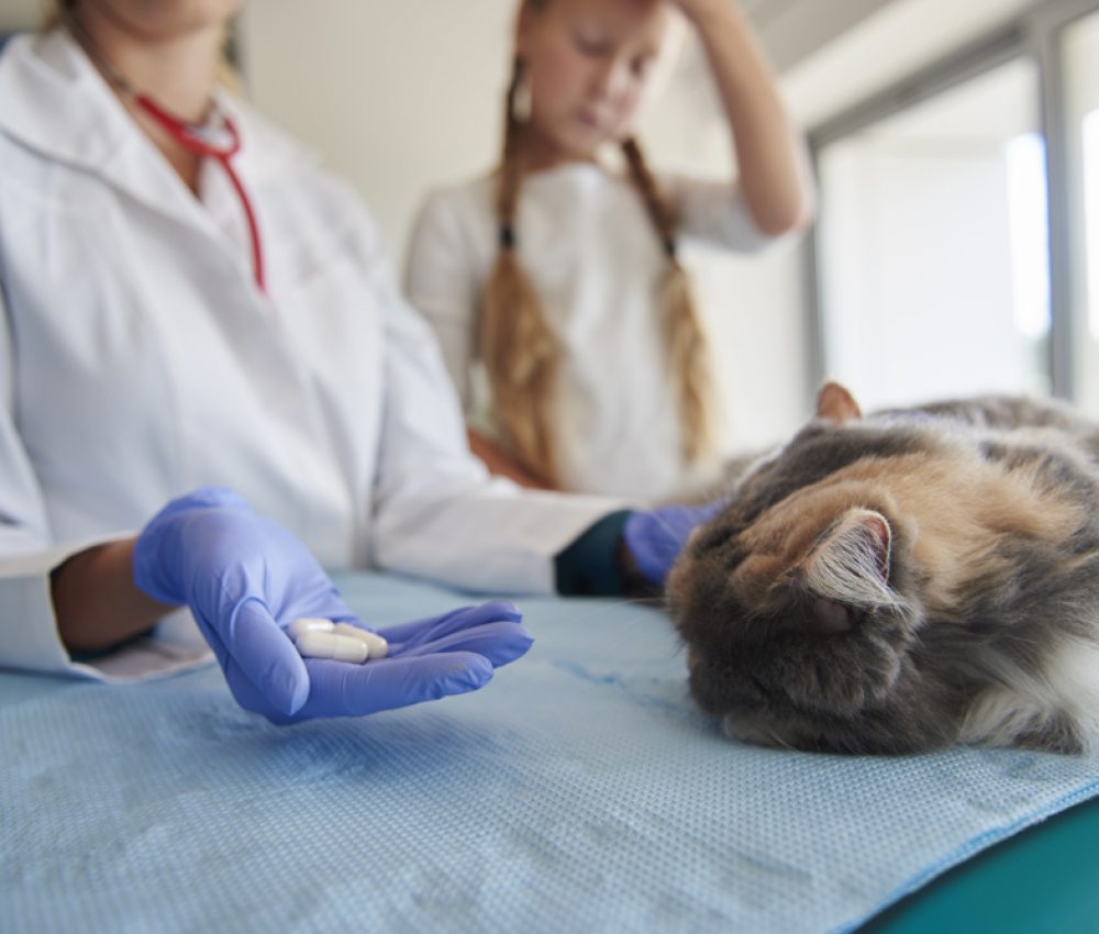 Crystal Vet Clinic Pet Castration & Neutering