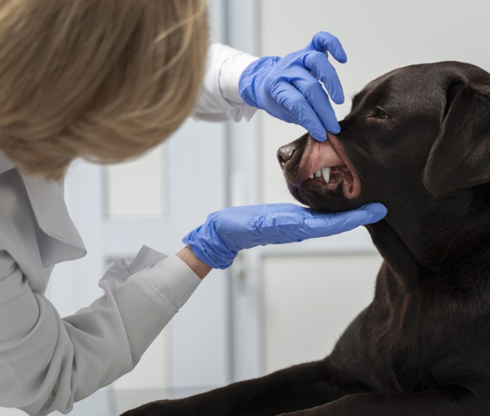 Crystal Vet Clinic Pet Dental Care & Dental Scaling