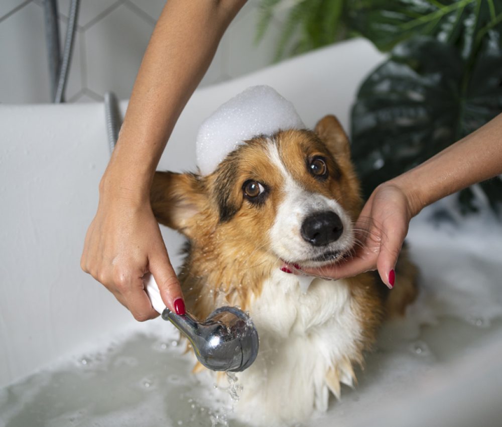 Crystal Vet Clinic Pet Grooming