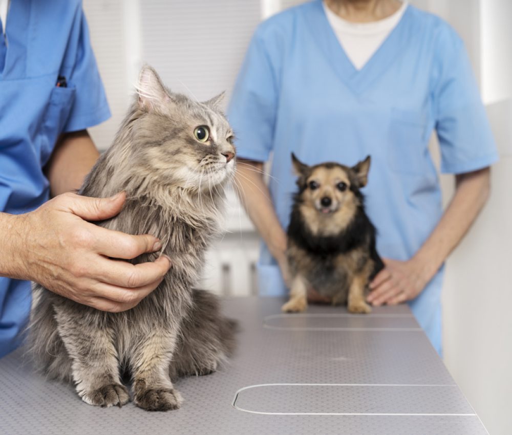Crystal Vet Clinic Veterinary Services